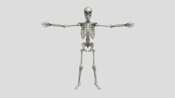 Human Skeleton Medical Art Reference 3D Model