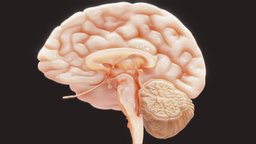 Human Brain Cross Section Anatomy