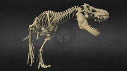 Tyrannosaurus rex dragon bone
