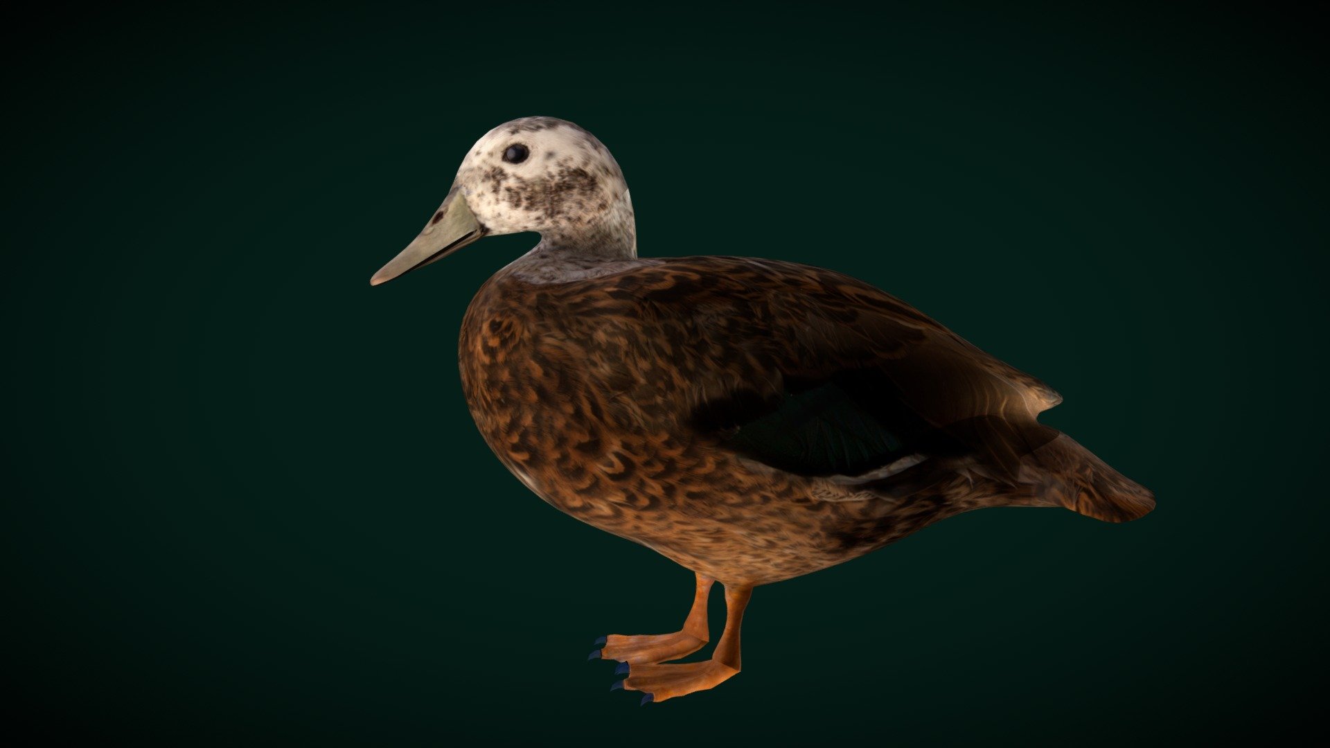 LaySan Teal Duck  (Laysan duck) Critically Endangered

Anas laysanensis Laysan Duck Animal Bird 

1 Draw Calls

Mid-Lowpoly

Game Ready 

8 Animations

4K PBR Textures Material

Unreal FBX

Unity FBX  

Blend File 

USDZ File (AR Ready). Real Scale Dimension

Textures Files

GLB File


Gltf File ( Spark AR, Lens Studio(SnapChat) , Effector(Tiktok) , Spline, Play Canvas ) Compatible




Triangles : 10730



Vertices  : 5398

Faces     : 5441

Edges     : 10834
 Diffuse, Metallic, Roughness , Normal Map ,Specular Map,AO,
The Laysan duck, also known as the Laysan teal, is a dabbling duck endemic to the Hawaiian Islands. Fossil evidence reveals that Laysan ducks once lived across the entire archipelago, but today survive only on Laysan Island and two atolls. Wikipedia
Conservation status: Critically_Endangered (Population increasing) Encyclopedia of Life
Scientific name: Anas_laysanensis
Mass: 98 – 400 g Encyclopedia of Life
Order: Anseriformes
 - LaySan Teal Duck Bird ( Critically Endangered ) - Buy Royalty Free 3D model by Nyilonelycompany 3d model