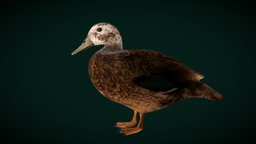 LaySan Teal Duck Bird ( Critically Endangered ) bird, animals, duck, ar, 4k, midpoly, nature, teal, wildlife, laysan, game, creature, animation, gameready, nyilonelycompany, noai, critically_endangered, laysan-teal, laysan-duck, anas_laysanensis