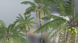 Four Coconut Palm Straight Long Bark tree, plant, sand, fbx, beach, nature, coconut, vacations, 3d