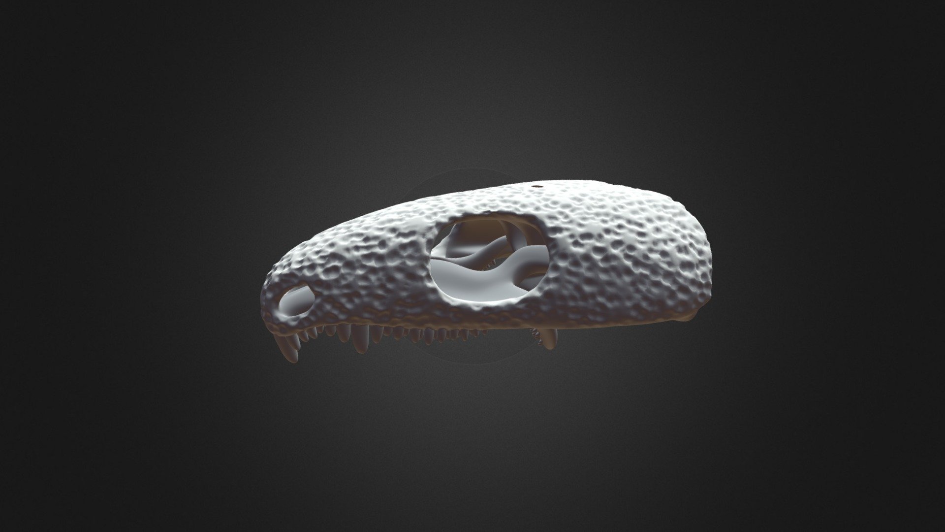 Captorhinus skull 3d model