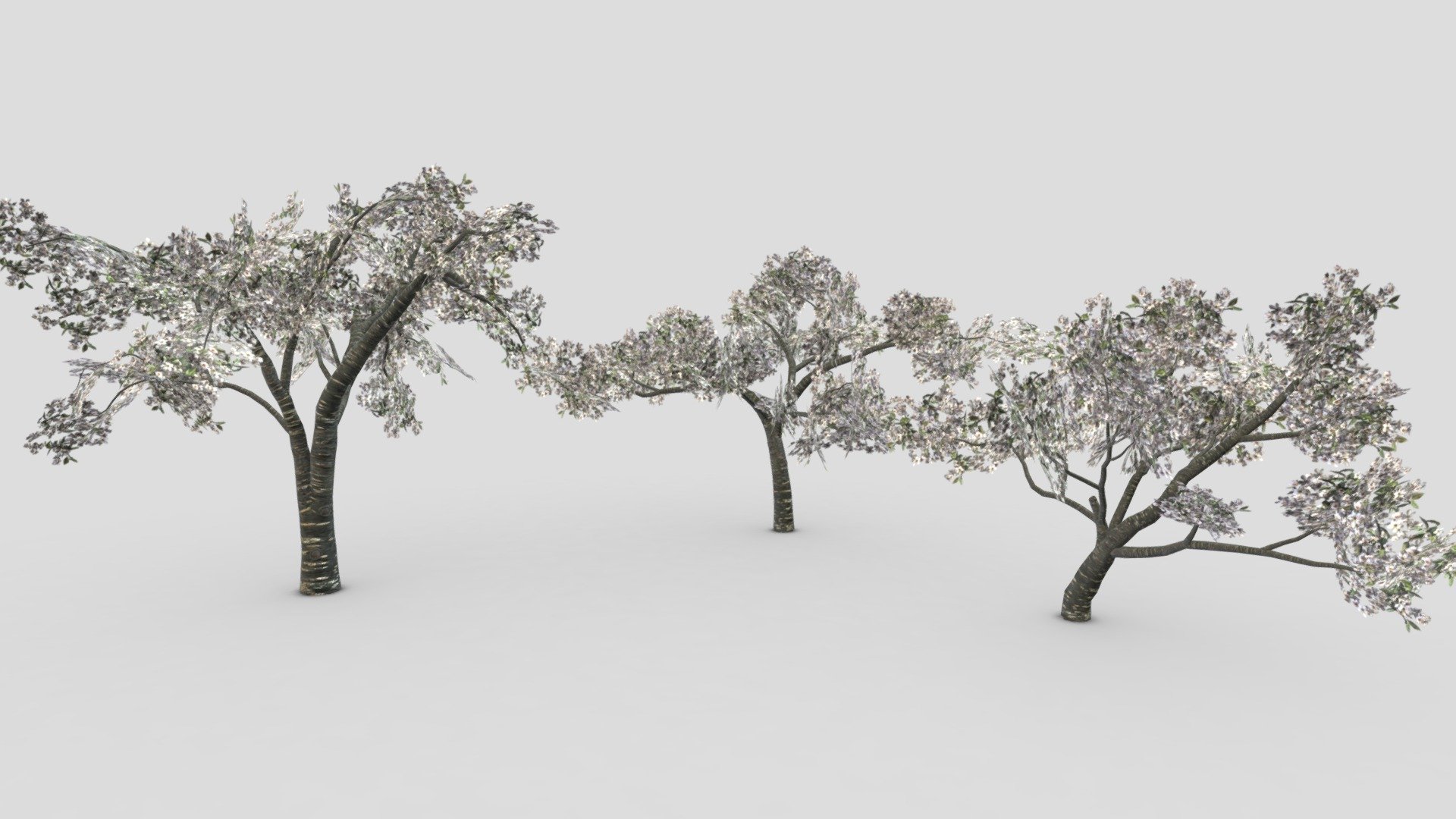 This pack contains three 3D low poly models of the Cherry Blossoms Tree. I hope it will be useful for your projects 3d model