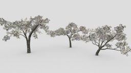 Cherry Blossoms Tree- Pack- 01