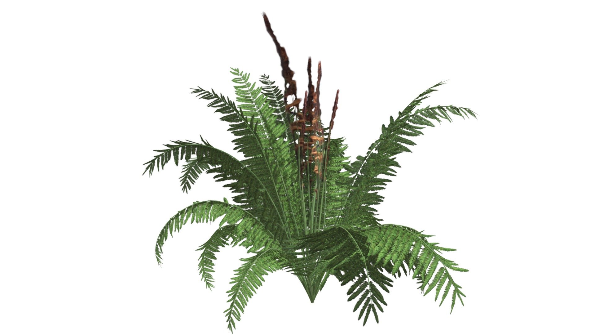 This 3D model of the Cinnamon Fern Plant is a highly detailed and photorealistic option suitable for architectural, landscaping, and video game projects. The model is designed with carefully crafted textures that mimic the natural beauty of a real Cinnamon Fern Plant. Its versatility allows it to bring a touch of realism to any project, whether it's a small architectural rendering or a large-scale landscape design. Additionally, the model is optimized for performance and features efficient UV mapping. This photorealistic 3D model is the perfect solution for architects, landscapers, and game developers who want to enhance the visual experience of their project with a highly detailed, photorealistic Cinnamon Fern Plant 3d model