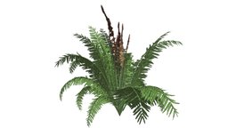 Cinnamon Fern #06 plant, realistic, nature, photoreal, cinnamon-fern, fern-plant