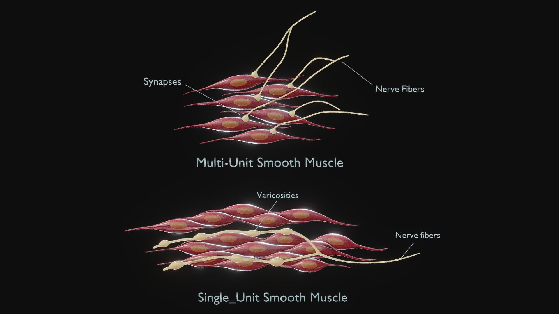 Single vs Multi Unit Smooth Muscle

Smooth muscle exists in two forms: single-unit and multi-unit. Single-unit smooth muscle, found in organs like the digestive and reproductive systems, contracts as a coordinated unit, while multi-unit smooth muscle, present in structures such as airways and blood vessels, contracts independently, allowing for more precise control.




Format: FBX, OBJ, MTL, STL, glb, glTF, Blender v4.0.0

Optimized UVs (Non-Overlapping UVs)

PBR Textures | 1024x1024 - 2048x2048 - 4096x4096 | (1K, 2K, 4K - Jpeg, Png)

Base Color (Albedo)

Normal Map

AO Map

Metallic Map

Roughness Map

Height Map
 - Single vs Multi Unit Smooth Muscle - Buy Royalty Free 3D model by Nima (@h3ydari96) 3d model
