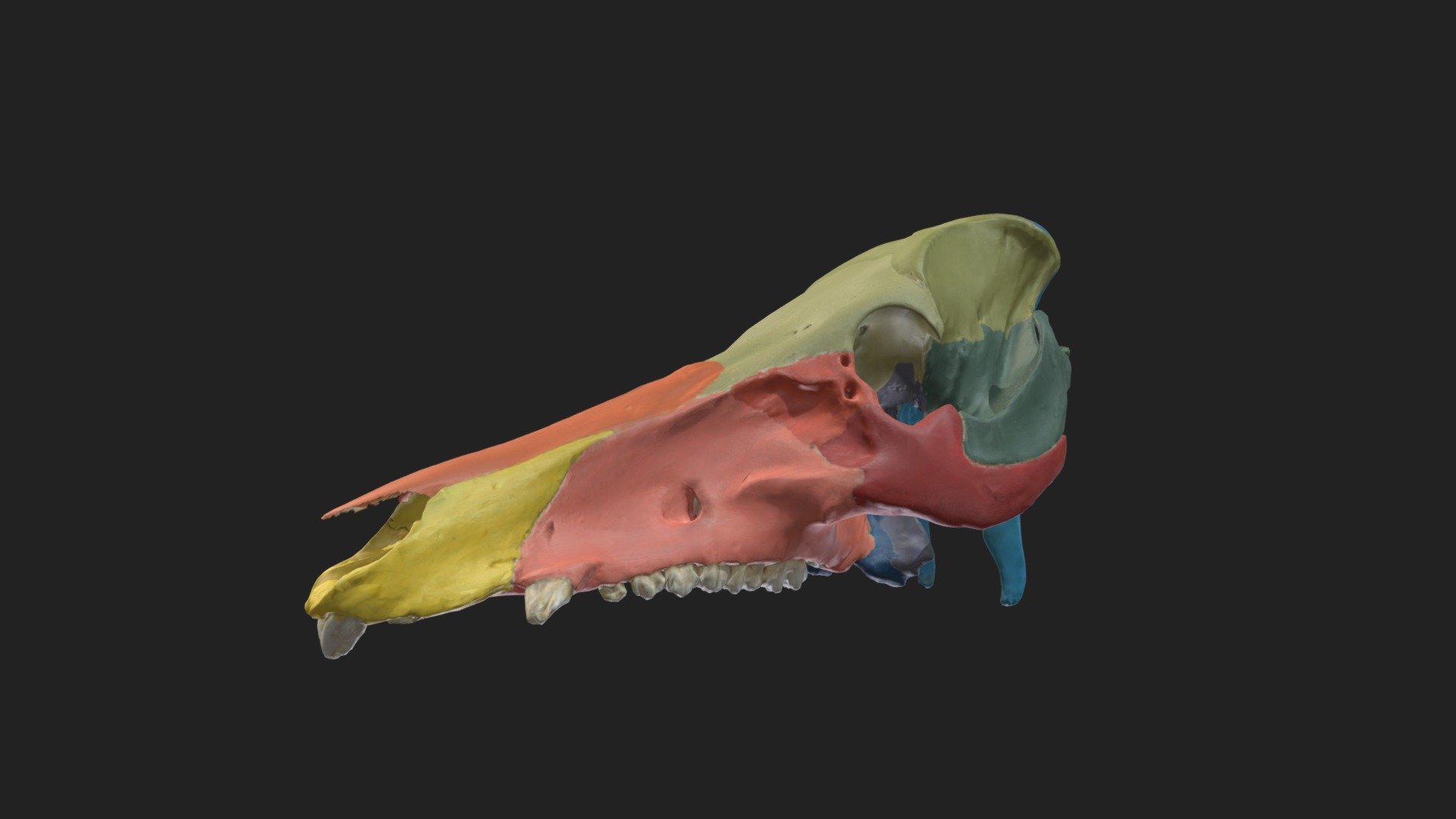painted upper skull of a pig

size of the specimen: 320.8 x 157.2 x 102.2 mm

3D scanning performed with the structured light scanner “Artec Spider”

caption:
yellow: incisive bone (Os incisivum) 
orange: nasale bone (Os nasale)
pink: maxilla (Maxilla) 
dark orange: lacrimal bone (Os lacrimale) 
red: zygomatic bone (Os zygomaticum) 
pale green: frontal bone (Os frontale) 
maygreen: parietal bone (Os parietale) 
olive green: interparietal bone (Os interparietale) 
dark green: temporal bone (Os temporale) 
dark blue: palatine bone (Os palatinum) 
black: pterygoid bone (Os pterygoideum)
white: vomer (Vomer)
purple: presphenoid (Os praesphenoidale)
dark purple: basisphenoid (Os basisphenoidale) 
pale blue: occipital bone (Os occipitale) 
royal blue: Squama occipitalis - painted upper skull of pig - 3D model by vetanatMunich 3d model