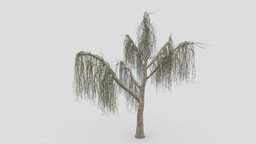 Weeping Willow Tree-15