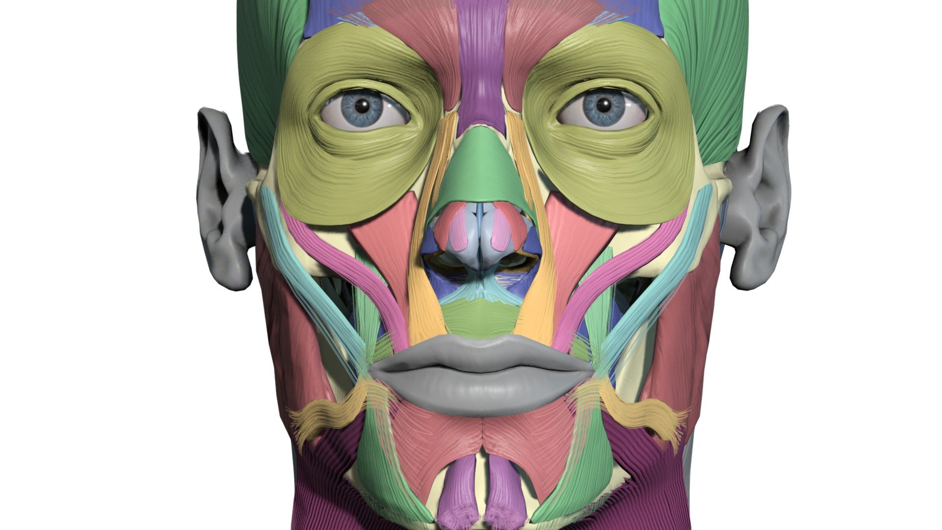 www.anatomy.app

https://anatomy4sculptors.com/art/

Colourcoded muscles of the head 3d model