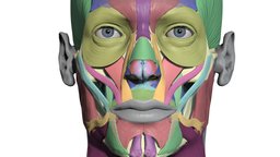 Colourcoded head muscle cha face, anatomy, muscles, head, human