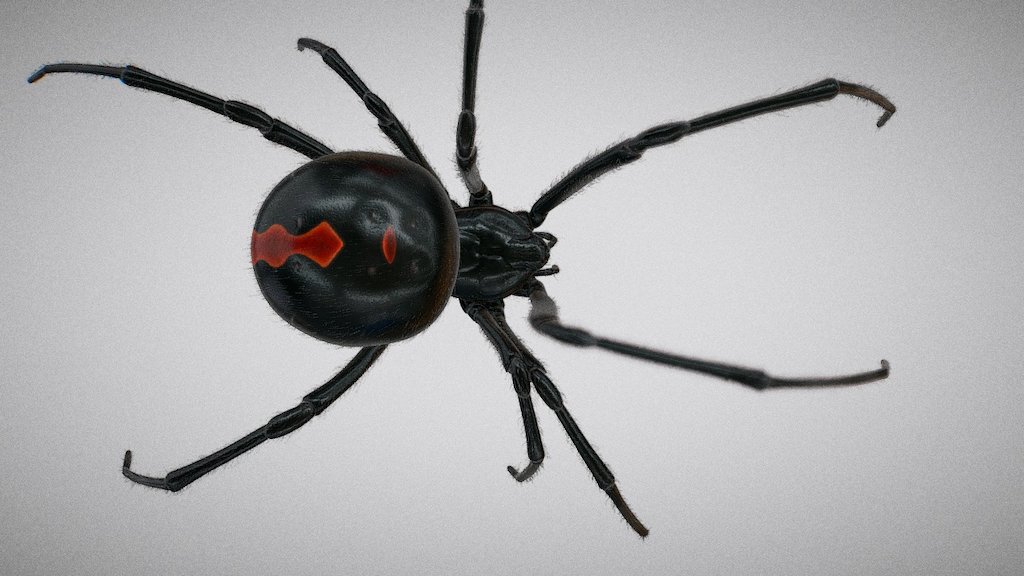 This is a preview of Latrodectus mactans or Black widow spider model for Cinema 4d.  Model is avalaible here: -link removed-  Hair count and resolutin was redused dramatically for Sketchfab and it was converted to polys and skinned with weights transfer feature. Original model uses Cinema 4d hair objects and there are no such artifacts  Feel free to contact me if you have any questions.  Thanks for watching.  rstr.tv - Black widow spider - 3D model by rstr_tv 3d model