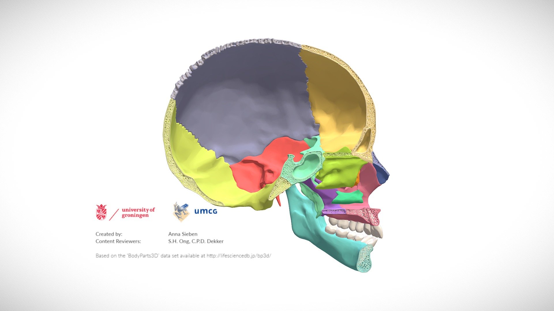 It can be difficult for dentistry students to relate x-rays and other 2D imagery to the 3D anatomical structures that they represent. This model was made to help them relate the landmarks on x-rays to the 3D anatomy that they refer to. 

The model was based on the BodyParts3D dataset and further modified in Pixologic Zbrush to add moredetail and to align with a specific x-ray in an e-learning module on cephalometry.

Some important landmarks for reading x-rays are annotated 3d model