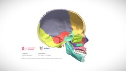 Sagittal cut of the human cranium and mandible 3