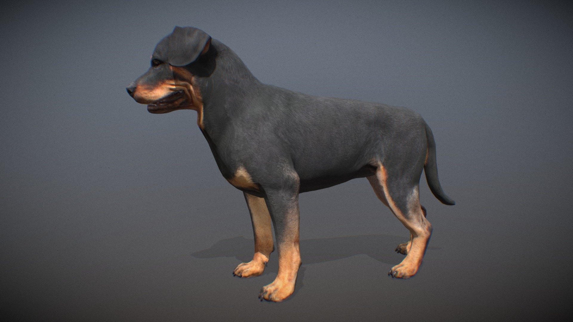 Animated realistic Rottweiler with 89 animations authored at 60fps and 4k textures.

Note: Preview uses lower-res mesh (LOD1), 1K textures and only a few of the full set animations.

Get our animal in full detail, 4K textures and check the full list of animations.

Features:




male Wolf model

Animations authored at 60 fps

All animations available with and without the root motion

uncompressed 4K Textures

3ds Max and Maya animation rig

LODs
 - Animalia - Rottweiler - 3D model by GiM (@GamesInMotion) 3d model