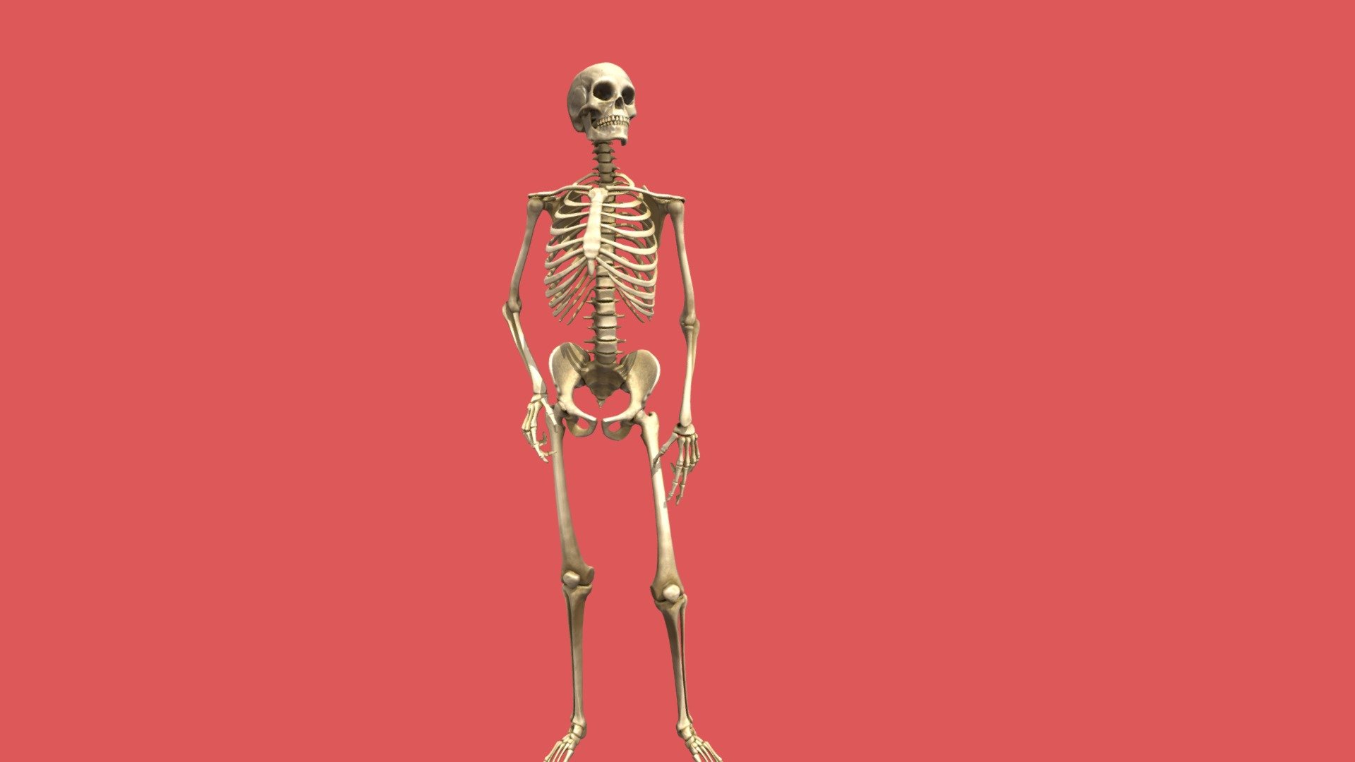 this is a &ldquo;Curious Skeleton