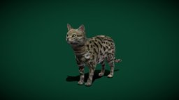 Black-Footed Cat (Endangered) cat, cute, africa, pet, animals, creatures, wild, mammal, america, zoo, nature, wildlife, game-asset, felis, endangered, felidae, margarita, animalia, lowpoly, wild-cat, nyilonelycompany, noai, nigripes, black-footed, blender-addon, anyimals, small-cat, footed_cat, smallest-cat, small-spotted-cat