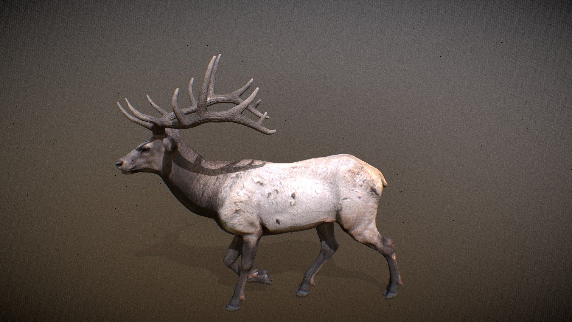 Animated realistic male Elk with bone mesh, 97 animations authored at 60fps and 4k textures.

Note: Preview uses lower-res mesh (LOD1), 1K textures and only a few of the full set animations.

Get our animal in full detail, 4K textures and check the full list of animations.

Features:




male Elk model

3 antler variations

bone mesh

Animations authored at 60 fps

All animations available with and without the root motion

uncompressed 4K Textures

3ds Max and Maya animation rig

LODs
 - Animalia - Elk (male) - 3D model by GiM (@GamesInMotion) 3d model