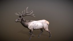 Animalia quadruped, elk, gim, animalia, animal, animated