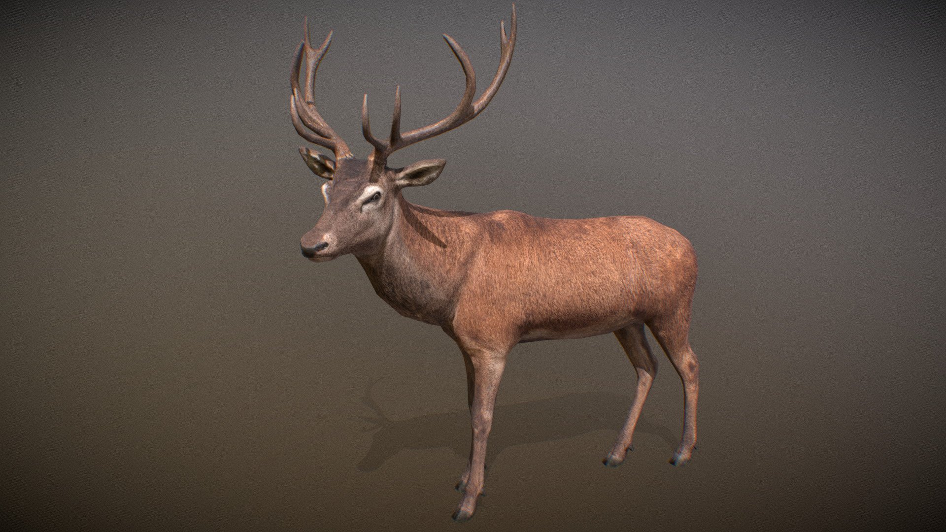 Animated realistic male Red Deer with bone mesh, 79 animations authored at 60fps and 4k textures.

Note: Preview uses lower-res mesh (LOD1), 1K textures and only a few of the full set animations.

Get our animal in full detail, 4K textures and check the full list of animations.

Features:




male Red Deer model

bone mesh

Animations authored at 60 fps

All animations available with and without the root motion

uncompressed 4K Textures

3ds Max and Maya animation rig

LODs
 - Animalia - Red Deer (male) - 3D model by GiM (@GamesInMotion) 3d model