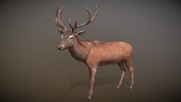 Animalia deer, quadruped, gim, animalia, animal, animated, red-deer