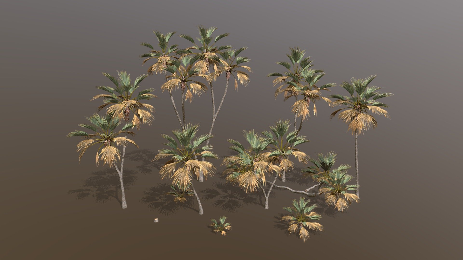 NOTE: This tree pack will soon come free with Tree It on steam.

Doum Palm pack inspired assassin’s creed origins palm models, created in tree it.

Please check out my free models on my sketchfab profile made in treeit for compatibility.

Includes 14 diffrent models.

Each modle has the main model + 5 levels of detail, last LOD is an 8 poly imposter/billboard.

Exported to .fbx .obj .dbo

fbx/dbo format includes vertex colors for vertex shader wind animation.

Includes the tree it .tre project.

Texture size is 2k x 2 + 1k bark.

Why am I selling this model?. Im the createor of treeit, a free tree generator that these tree models are created in. Having tree packs for sale will incentivise and insure further development of the program that is in need of improvement 3d model