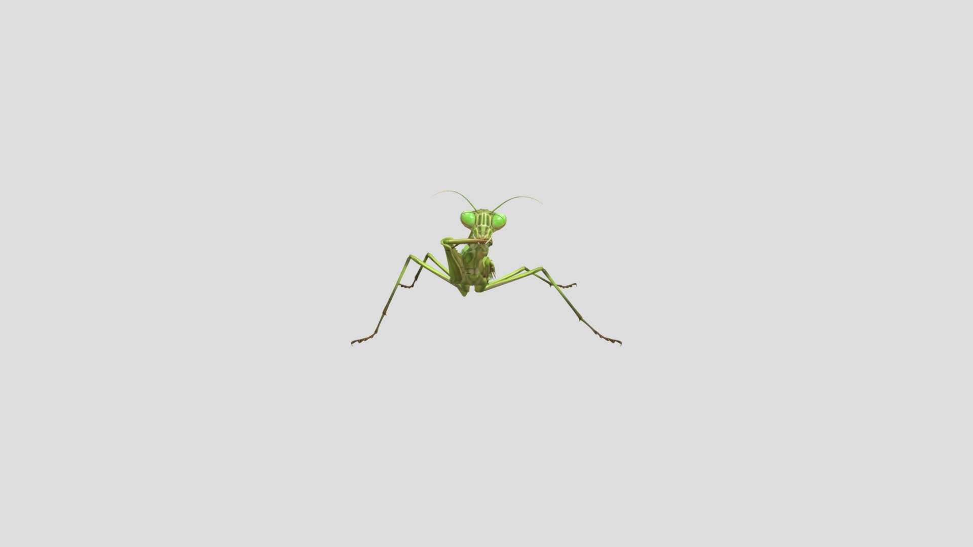 Mantis insect realistic animal pets animated rigged - Mantis - 3D model by Phil3D (@philosophie) 3d model