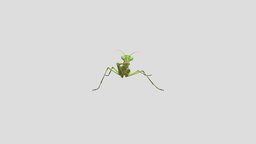 Mantis insect, realistic, pets, mantis, animal, animated, rigged