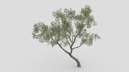Brazilian Pequi Tree- 02