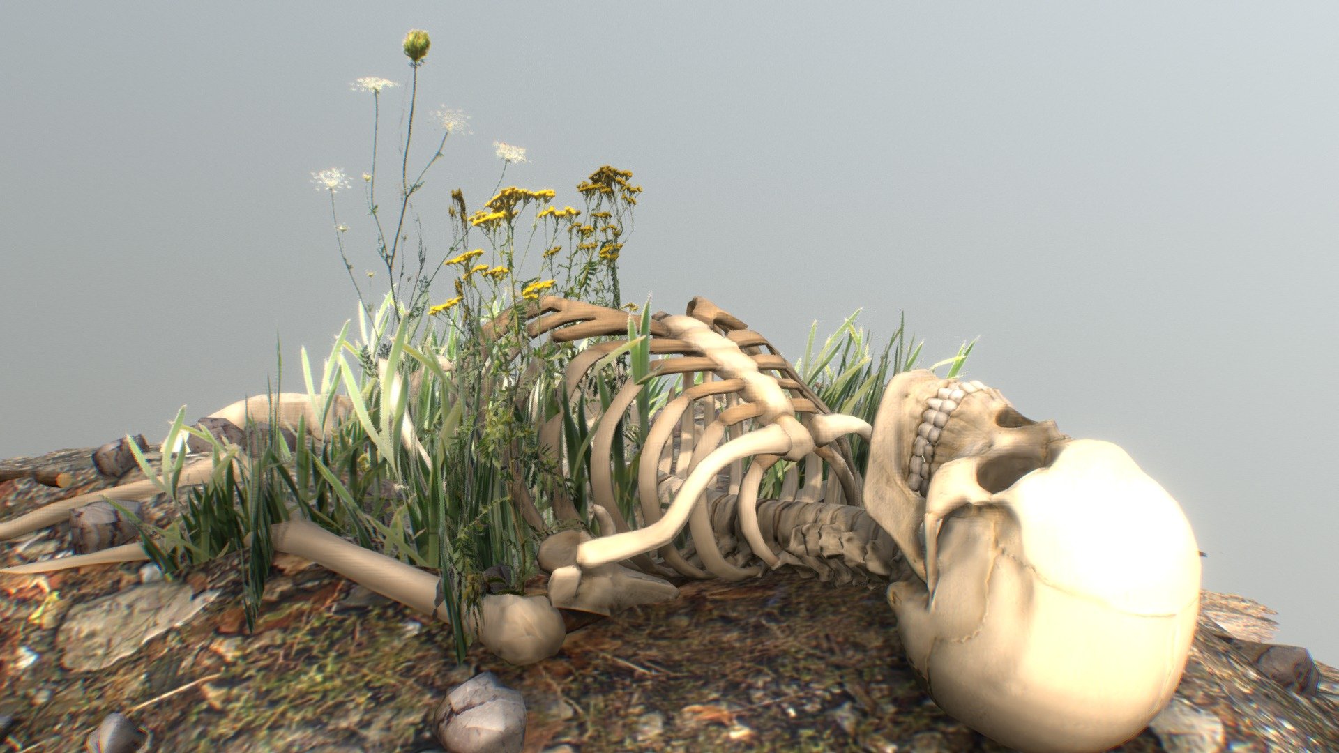Study creating models and textures of nature environment: plants, rocks, etc. and proper composition. 

Blender, Zbrush - modeling 

Unfold3D, Photoshop, ShaderMap - textures 

Skeleton: https://skfb.ly/SsKv - Remains - Download Free 3D model by seenoise 3d model