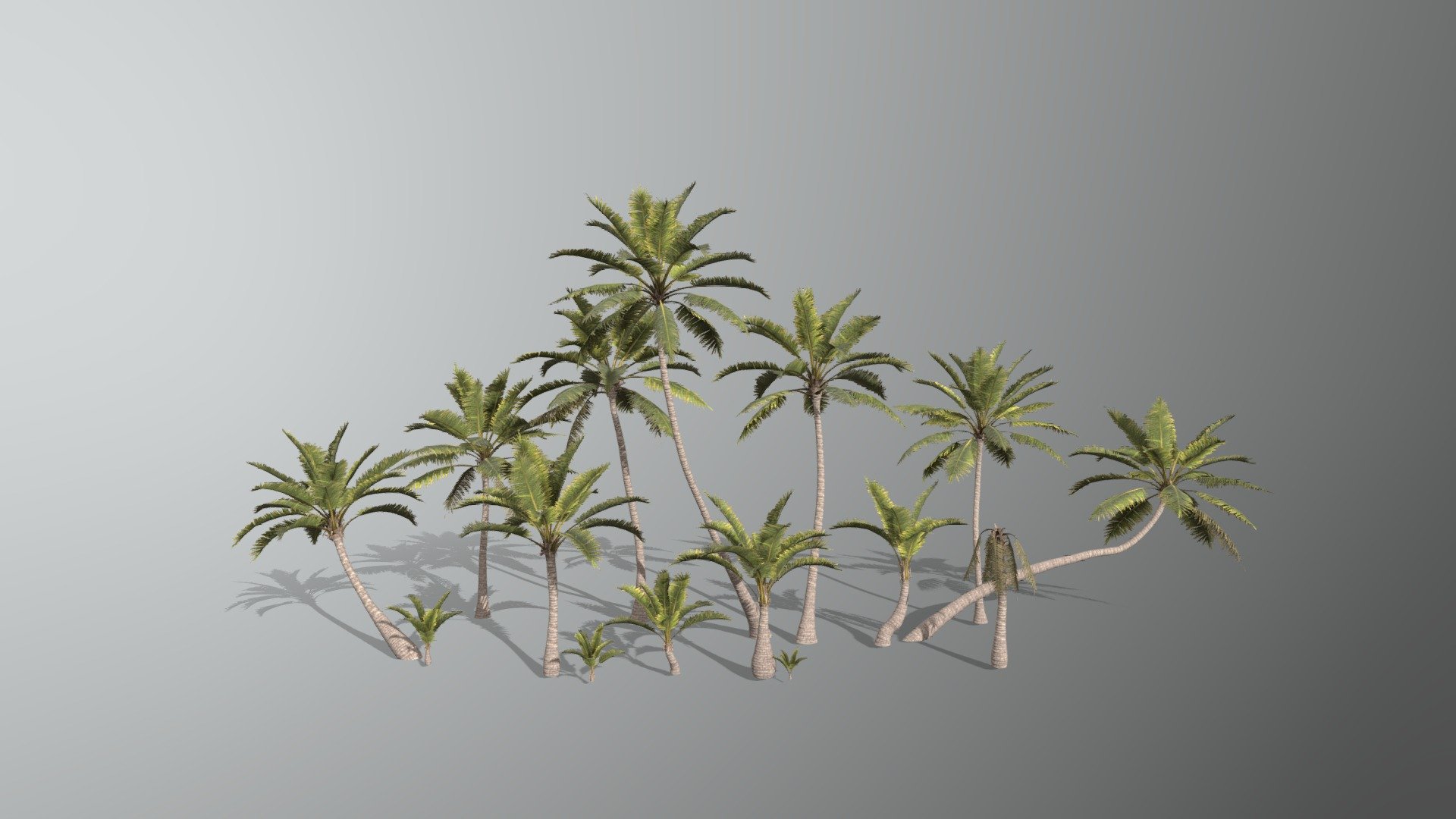 Coconut palm.

Low poly.
 - Palm - 3D model by Mirbek (@_Mirbek) 3d model