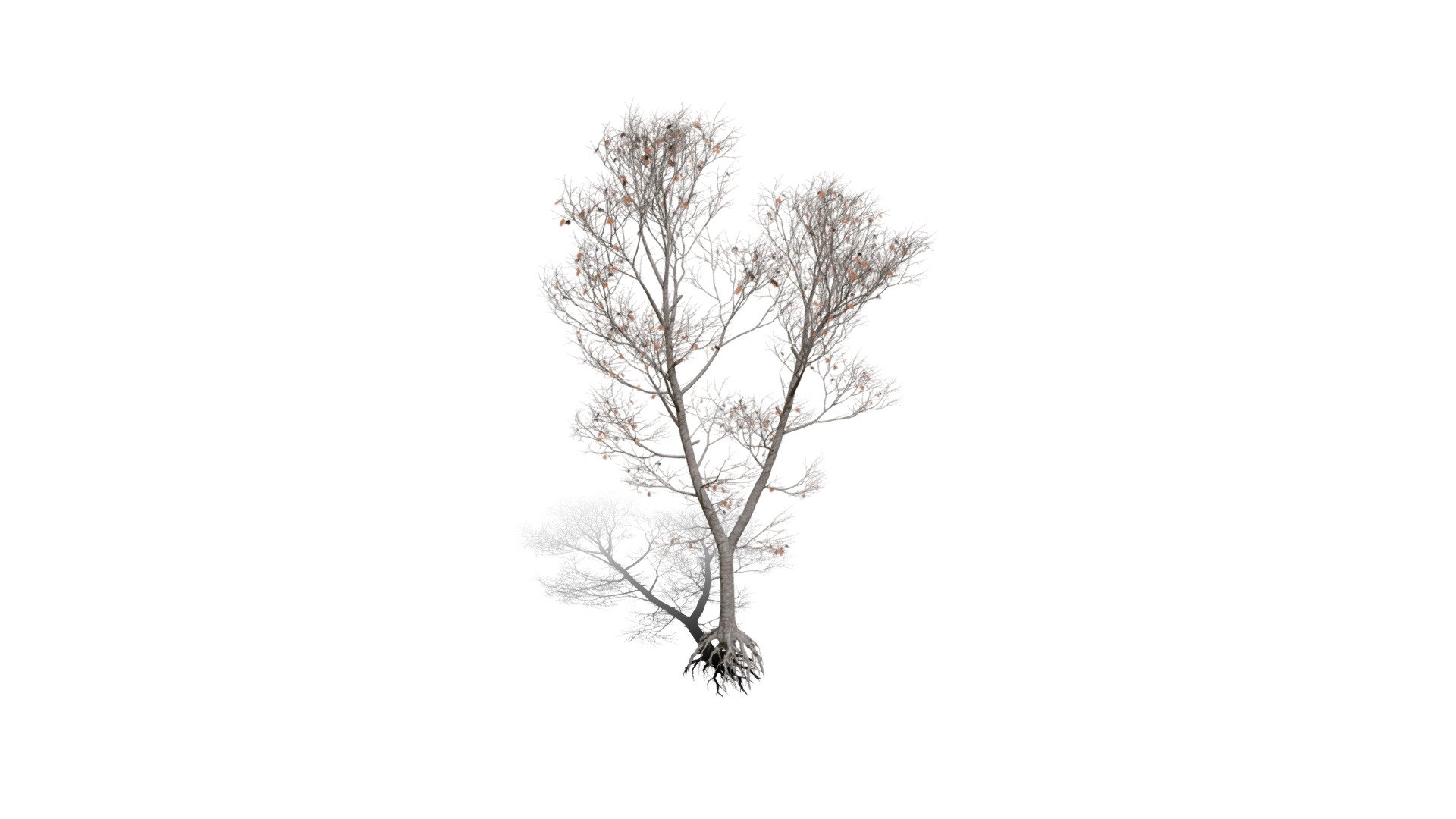 Model specs:





Species Latin name: Quercus rubra




Species Common name: Northern red oak




Preset name: Forest 1 winter mat 100




Maturity stage: Old




Health stage: Thriving




Season stage: Winter




Leaves count: 786




Height: 18.9 meters




LODs included: Yes




Mesh type: static




Vertex colors: (R) Material blending, (A) Ambient occlusion



Better used for Hi Poly workflows!

Species description:





Region: North America




Biomes: Forest




Climatic Zones: Cold temperate,Warm temperate




Plant type: Broadleaf tree



This PlantCatalog mesh was exported at 40% of its maximum mesh resolution. With the full PlantCatalog, customize hundreds of procedural models + apply wind animations + convert to native shaders and a lot more: https://info.e-onsoftware.com/plantcatalog/ - Realistic HD Northern red oak (75/138) - Buy Royalty Free 3D model by PlantCatalog 3d model