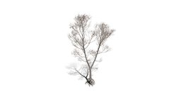 Realistic HD Northern red oak (75/138)