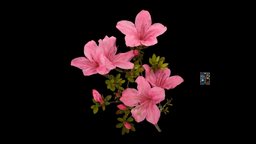 サツキ🌷 Satsuki Azalea, Rhododendron indicum flower, satsuki, rhododendron, florazia, indicum