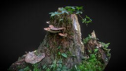 Tree stump tree, plant, forest, grass, fungus, park, mushrooms, photogrametry, belgrade, trunk, nature, stump, treestump, wood, wildplant