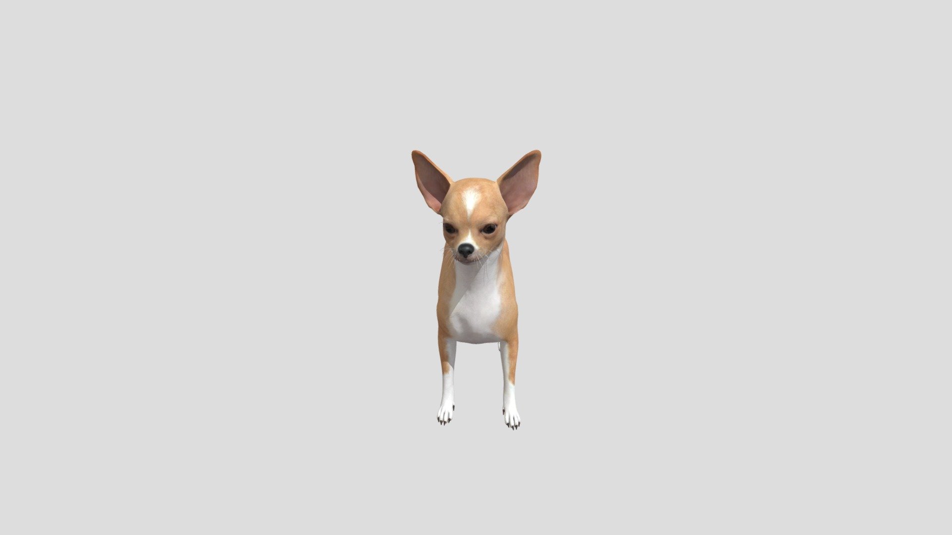 dog Chihuahua realistic animal animated - Dog Chihuahua - Buy Royalty Free 3D model by Phil3D (@philosophie) 3d model