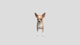 Dog Chihuahua dog, american, realistic, chihuahua, animal, animated