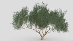 Ficus Benjamina Tree-S06