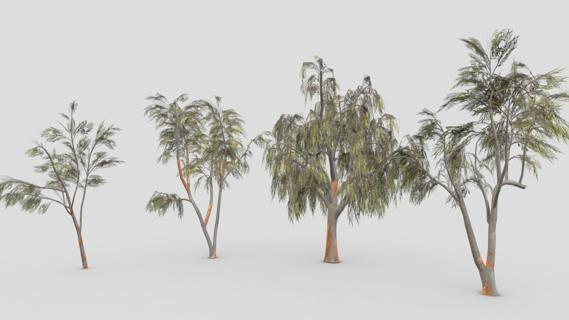 This a low ploy pack of 4 3D model of the Eucalyptus trees. I made this file for game developers and I try to provide lowpoly model 3d model