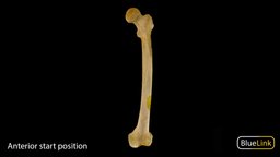 Femur skeleton, femur, anatomy, bone