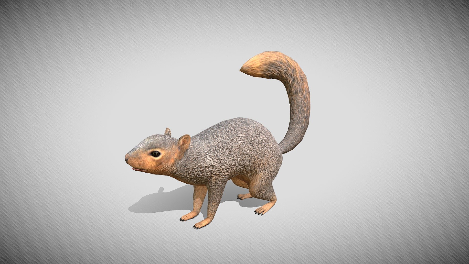 This is a 3d Squirrel with PBR textures and 38 different animations, with most of the animations you might need in a game. Efficiently modeled with only 4416 triangles 3d model