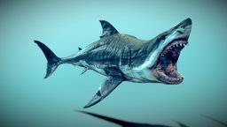 White Shark shark, beast, fish, white, underwater, dolphin, teeth, predator, ocean, bite, great, whale, jaws, reef, wildlife, megalodon, animal, animated, sea
