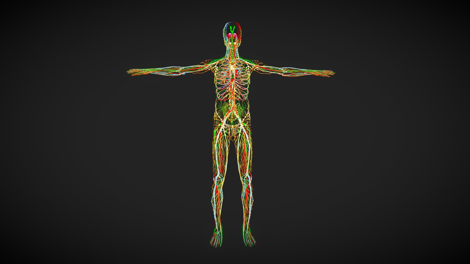 Male complete system, including lymphatic system, circulatory artery and nervous system. 
Clear grouping and accurate branch details,can be used for medical research and biological knowledge popularization activities.
 - Male Complete System - 3D model by 1225659838@qq.com (@Novaky) 3d model