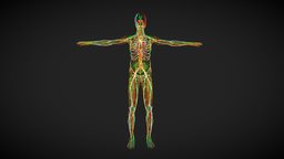 Male Complete System body, organ, school, skeleton, anatomy, brain, biology, system, artery, bodyscan, research, circulatory, nervous, lymphatic, medical, human, male, person, cardiovascular-system, nervous-system-parts, healtcare