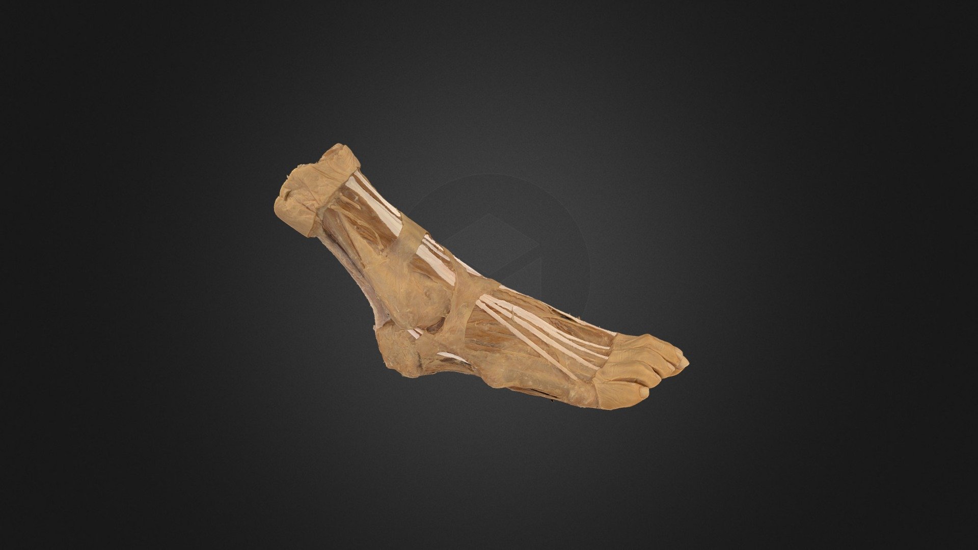 A plastinated foot with deep dissection of the plantar surface and colour coded vessels and nerves. 

For more on the foot visit: https://clinicalanatomy.ca/lowerlimb/Foot/story.html 


Produced by UBC HIVE using Reality Capture and Artec Studio 13

Credits:


Dr. Claudia Krebs (Faculty Lead) 

Ishan Dixit (Laser scanning)
Connor Dunne (Photogrammetry and colour coding)
 - Plastinated Ankle and Foot (colour-coded) - 3D model by UBC Medicine - Educational Media 3d model