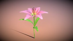 Lily flower flower, leaf, color, stump, lily-flower