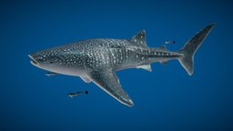 Rhincodon_typus shark, fish, low-poly-model, rhincodon
