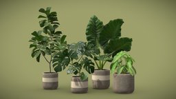 Indoor Plants Pack 21 elephant, pot, concrete, silver, potted, ear, beige, syngonium, monstera, ficus, lyrata, leaves, swisscheese, alocasia, deliciosa, podophyllum
