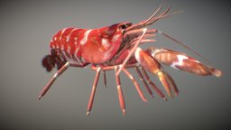 Pistol Shrimp marine, shrimp, crustacean, texturing, creature